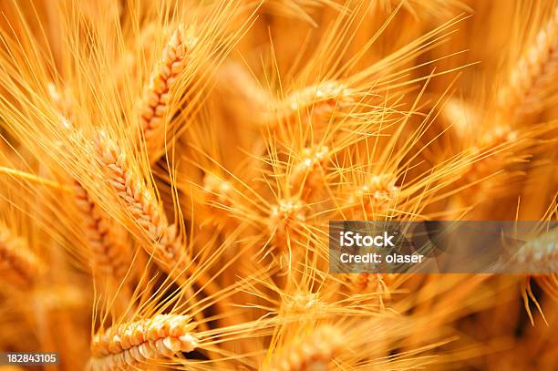 Plano Aproximado De Trigo - Fotografias de stock e mais imagens de Agricultura - Agricultura, Amarelo, Ao Ar Livre