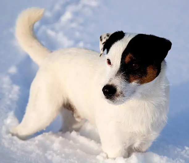 A Parson Russell terrier in the snow.