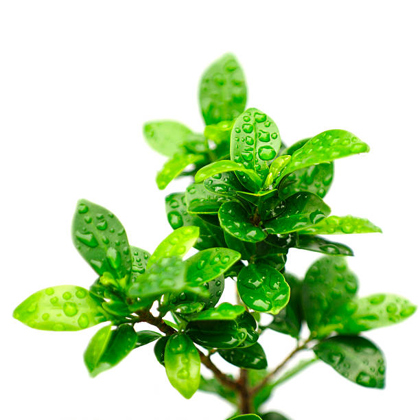 istock Ficus ginseng bonsai leafs isolated on white with water drops. 182843192