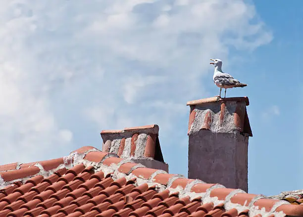 "Roof, chimneys and herring-gull"
