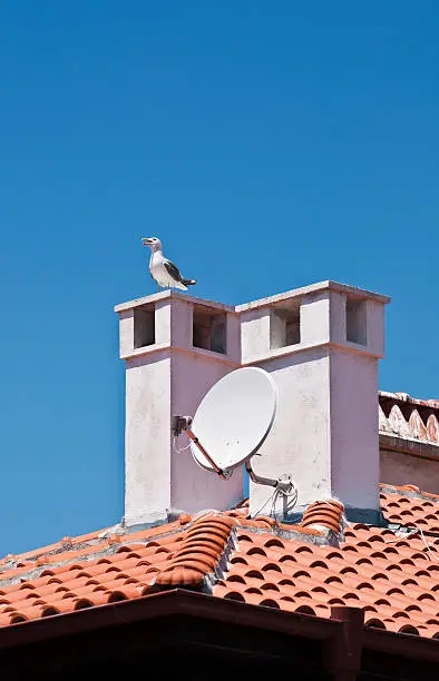 "Roof, chimneys, herring-gull and satellite antenna"