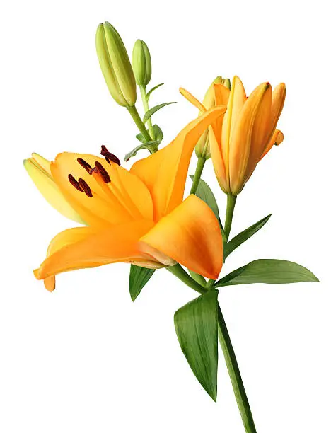 Photo of Photograph of a lily isolated on a white background