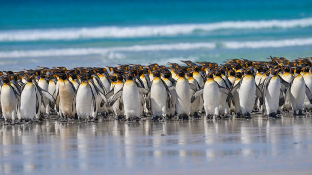 Penguin Beach Large group of King Penguins (Aptenodytes patagonicus) walking along a sandy beach at Volunteer Point in the Falkland Islands. king penguin stock pictures, royalty-free photos & images