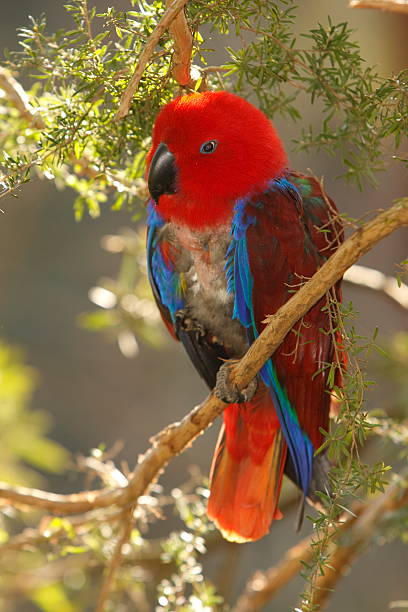 Eclectus Parrot Female Eclectus Parrot eclectus parrot australia stock pictures, royalty-free photos & images