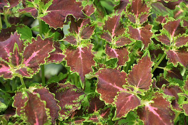 istock Herb in Farm - Coleus Blumei Benth 182843475