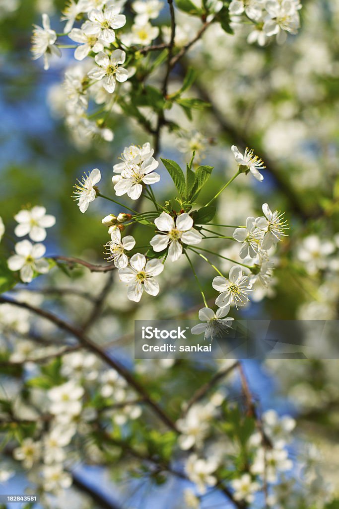 Fiore di ciliegio - Foto stock royalty-free di Albero