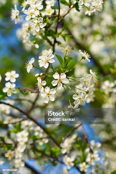 桜の花 - クローズアップのストックフォトや画像を多数ご用意 - クローズアップ, デフォーカス, 五月