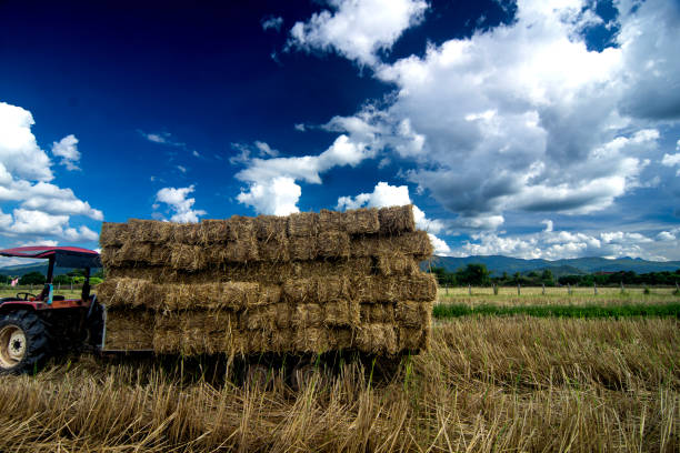 istock Tractortruck haystack cattle feed industry in thailand 1828436369