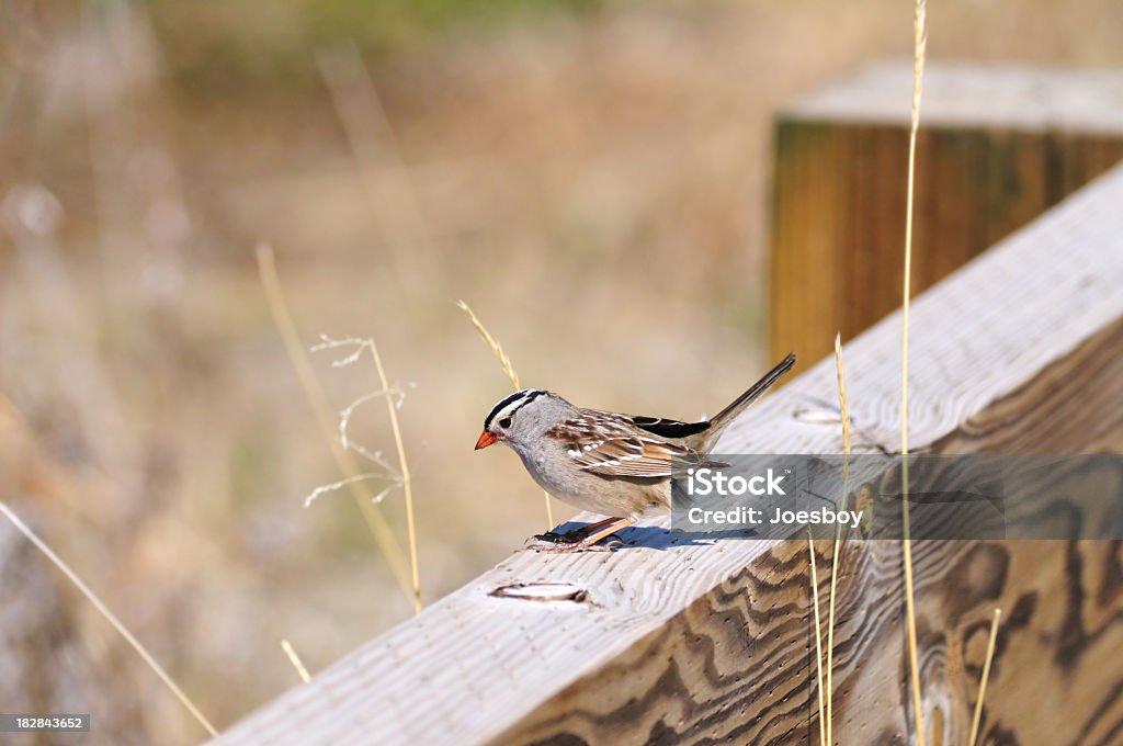 Passero golabianca Zonotrichia albicollis guardare in basso - Foto stock royalty-free di Alaska - Stato USA