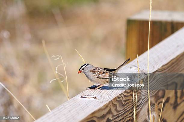 Passero Golabianca Zonotrichia Albicollis Guardare In Basso - Fotografie stock e altre immagini di Alaska - Stato USA