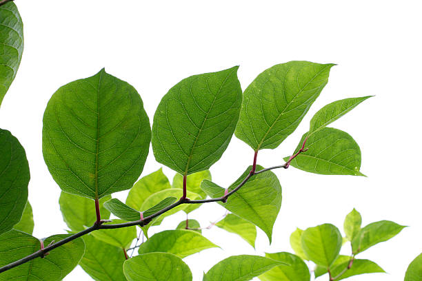 Japanese knotweed Fallopia japonica leaves of plant invader stock photo