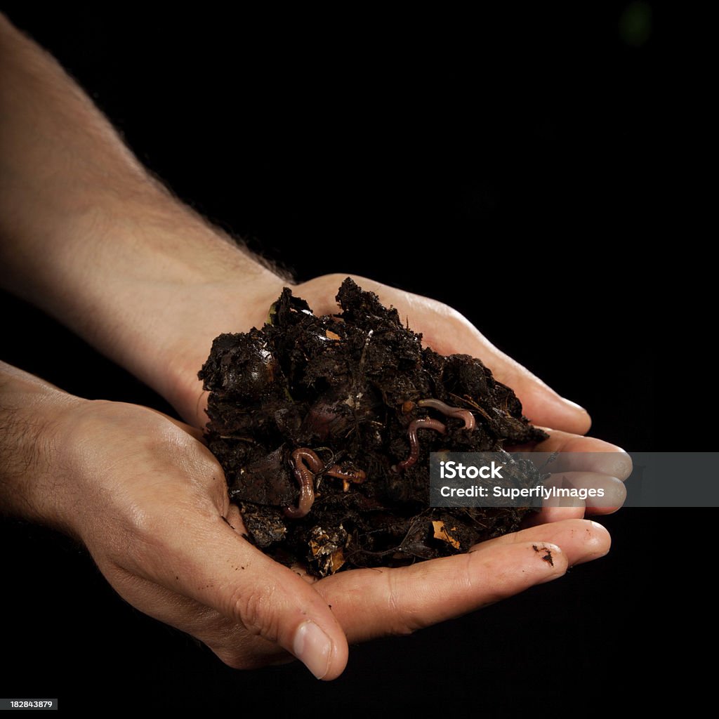 Jardineiro homem segura rica adubo orgânico com as palmas das mãos em Concha Worms - Foto de stock de Solo royalty-free