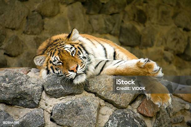 Tiger Stockfoto und mehr Bilder von Faszination - Faszination, Fotografie, Gefahr