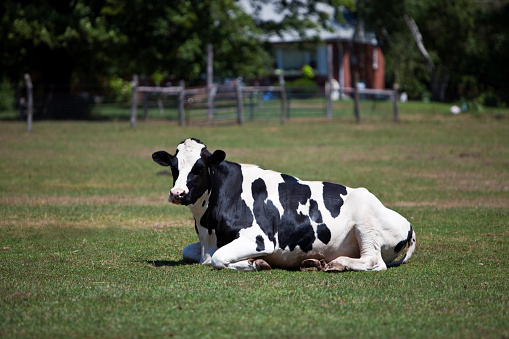 Cow Resting on a Farm