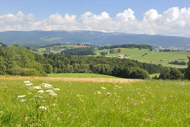 Bavarian Forest Bavarian Forest bavarian forest stock pictures, royalty-free photos & images