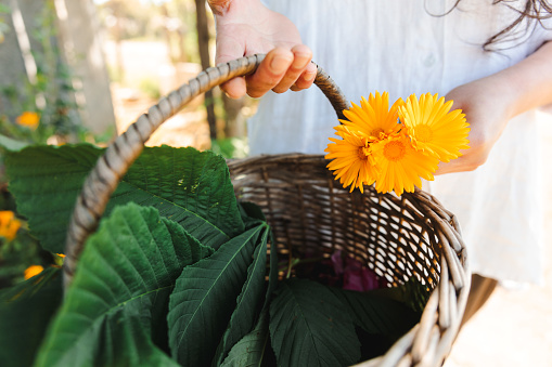 Unrecognizable woman harvesting flowers in wicker basket. Springtime vintage lifestyle, botany,  alternative medicine and aromatherapy.