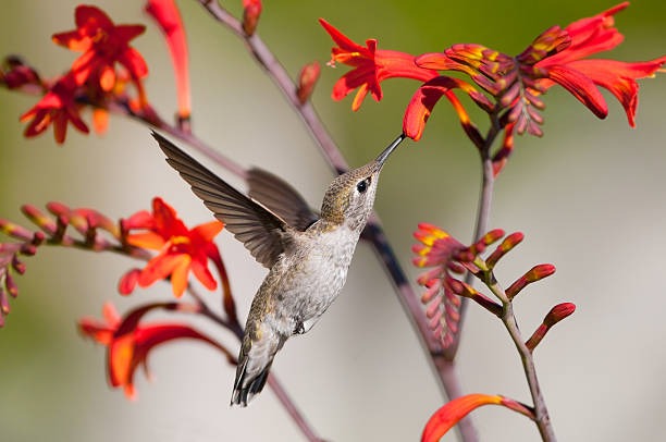 calypte anna alimentação em crocosmia flor - bird hummingbird flying annas hummingbird imagens e fotografias de stock