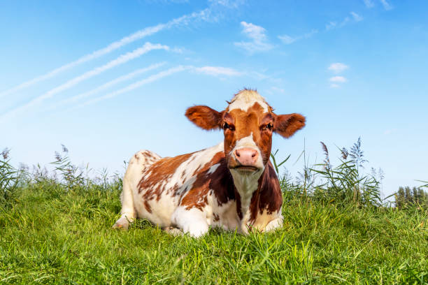istock Sassy cow lying down, red and white looking, in a green field, a blue sky 1828451587
