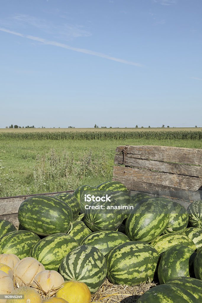 Melancia - Foto de stock de Agricultura royalty-free