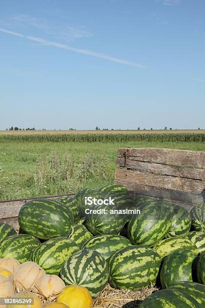 Foto de Melancia e mais fotos de stock de Agricultura - Agricultura, Alimentação Saudável, Amontoamento