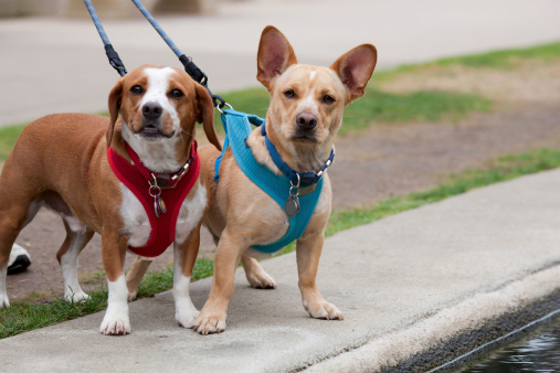 Two small dogs leashed and alertUnique Dogs: