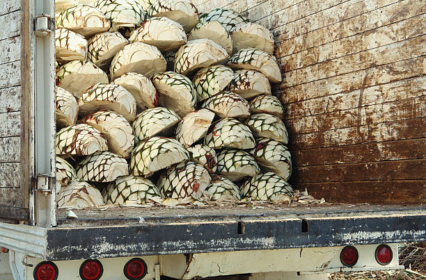 Blue agave Stacked agave plant loaded for further processing.Similar files: blue agave photos stock pictures, royalty-free photos & images