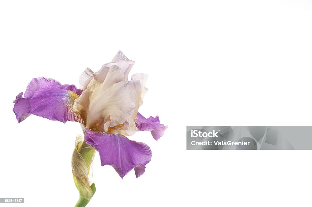 Purple oraz pale iris po lewej stronie. - Zbiór zdjęć royalty-free (Bez ludzi)