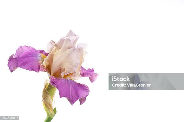 Purple Oraz Pale Iris Po Lewej Stronie - zdjęcia stockowe i więcej obrazów Bez ludzi - Bez ludzi, Białe tło, Fotografika