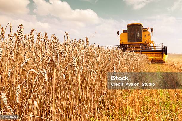 Que Cosecha Se Combinan En El Campo Foto de stock y más banco de imágenes de Trigo - Trigo, Cosechadora, Agricultor