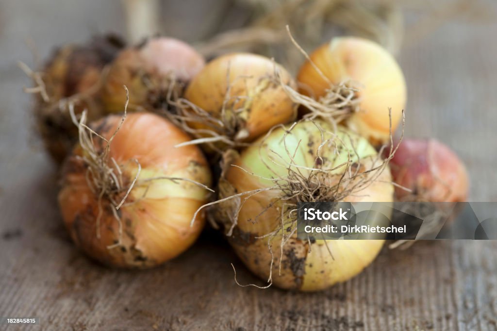 Oignons avec des racines sur bois. - Photo de Aliment libre de droits