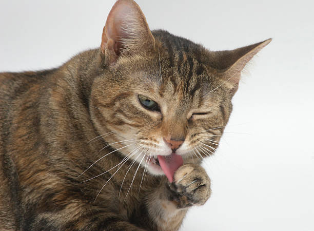istock Cat Cleaning Her Paw 182846080