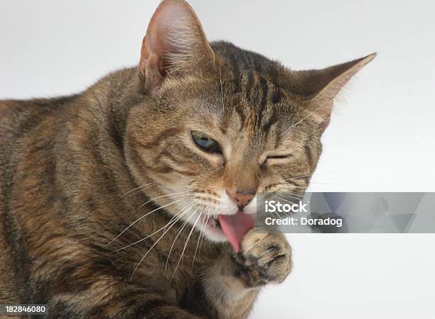 Limpeza Seu Gato Pata Com Garras - Fotografias de stock e mais imagens de Animal - Animal, Animal de Estimação, Boca de animal