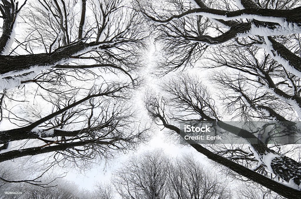 Zima treetops - Zbiór zdjęć royalty-free (Baldachim drzew)