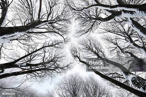 Zima Treetops - zdjęcia stockowe i więcej obrazów Baldachim drzew - Baldachim drzew, Bez ludzi, Bezpośrednio poniżej