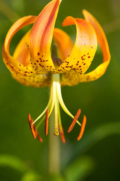 Turk's-cap Lírio - foto de acervo