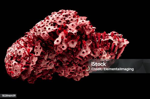 Meeresbiologische Roten Korallen Isoliert Auf Schwarz Stockfoto und mehr Bilder von Koralle - Nesseltier