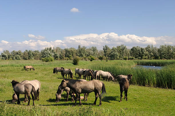Group of Horses in a nature reserve