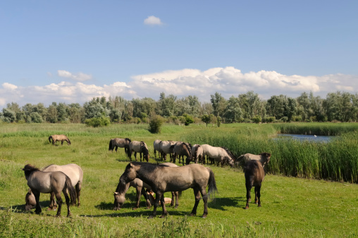 Group of wild horses in a natural environment on a clear sunny day. Photo taken in the Oostvaardersplassen in Flevoland, The Netherlands.