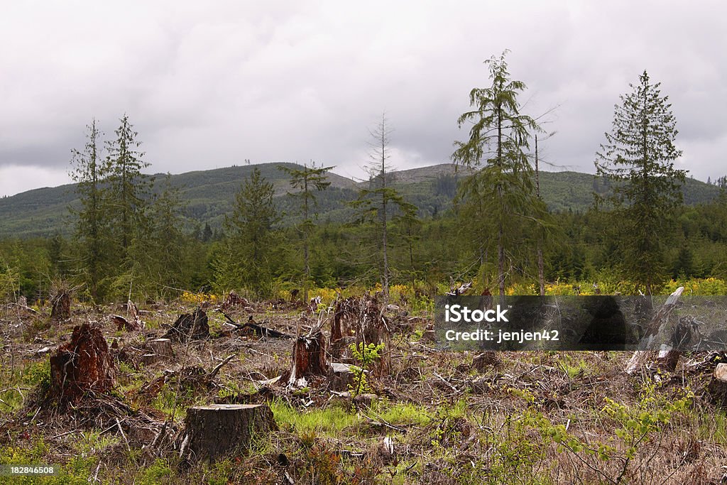 Entwaldung - Lizenzfrei Abholzung Stock-Foto
