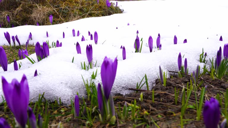 Safron crocuses in snow