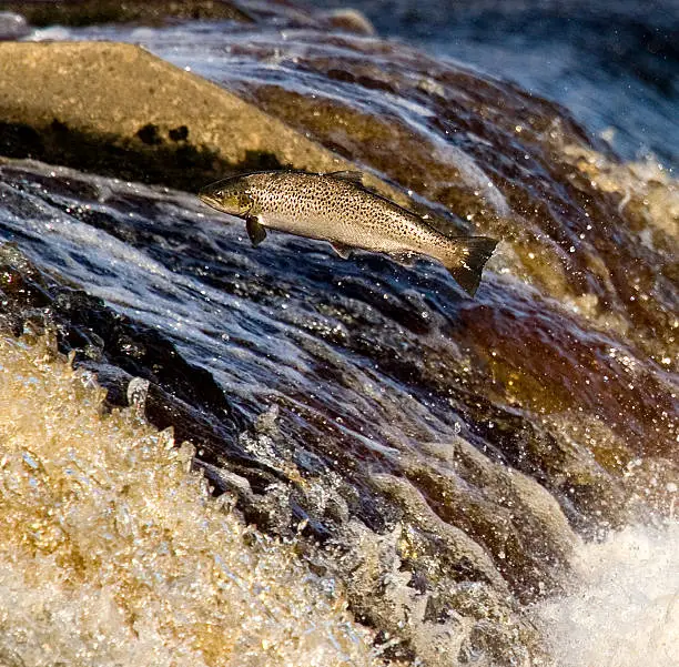 A sea trout leaping rapids on the Tyne river UK.