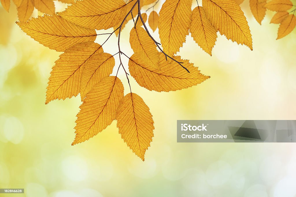 Beech Leaves Autumn foliage. Autumn Stock Photo