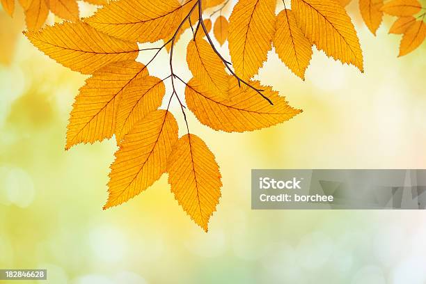 Beech Leaves Stock Photo - Download Image Now - Autumn, Backgrounds, Beauty