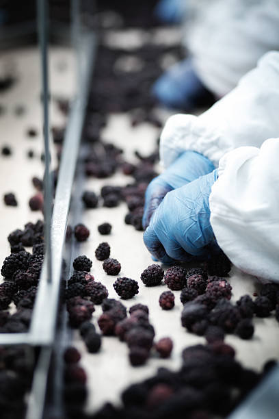 istock Food industry work. People, human workers. Hands close up. 182846644