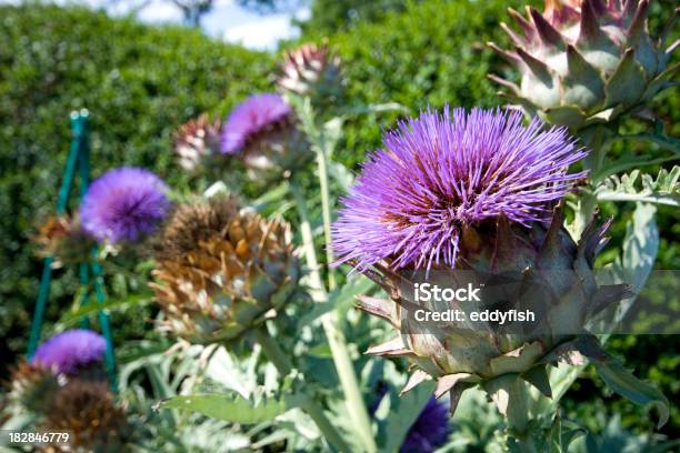 Carciofo - Fotografie stock e altre immagini di Carciofo - Carciofo, Agricoltura, Ambientazione esterna