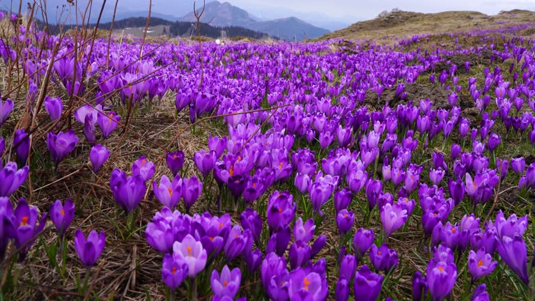 Safron crocuses in snow