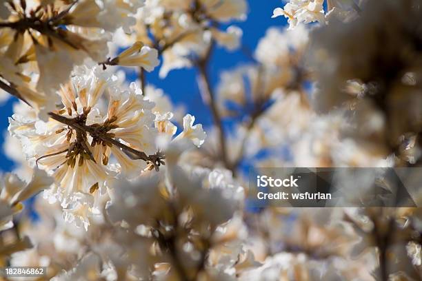 Белый Ipe Цветок — стоковые фотографии и другие картинки Без людей - Без людей, Белый, Весна