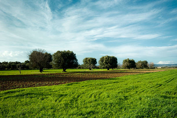 Italian path in the country, southern italy, Puglia