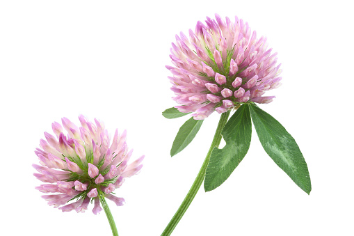 red clover  (trifolium pratense) isolated on white