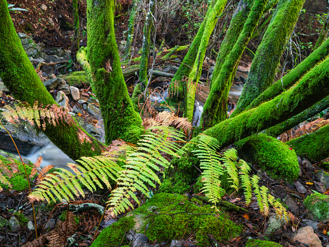 Trees full of green moss in autumn after a day of rain